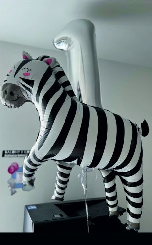 zebra